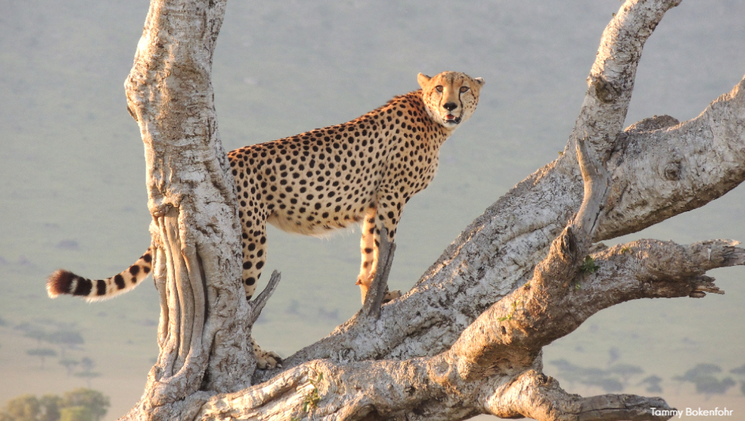 Mara-Cheetah-in-a-tree
